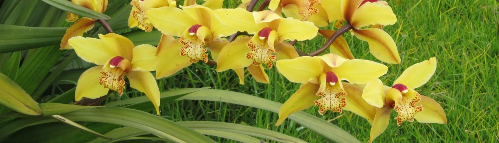 The Wanderlust Chronicles